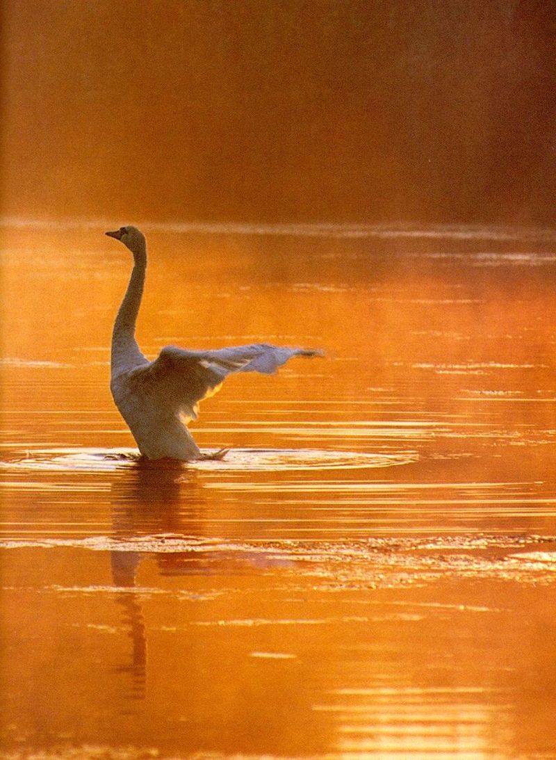 Mute Swan (Cygnus olor) {!--혹고니/백조--> - flapping; DISPLAY FULL IMAGE.