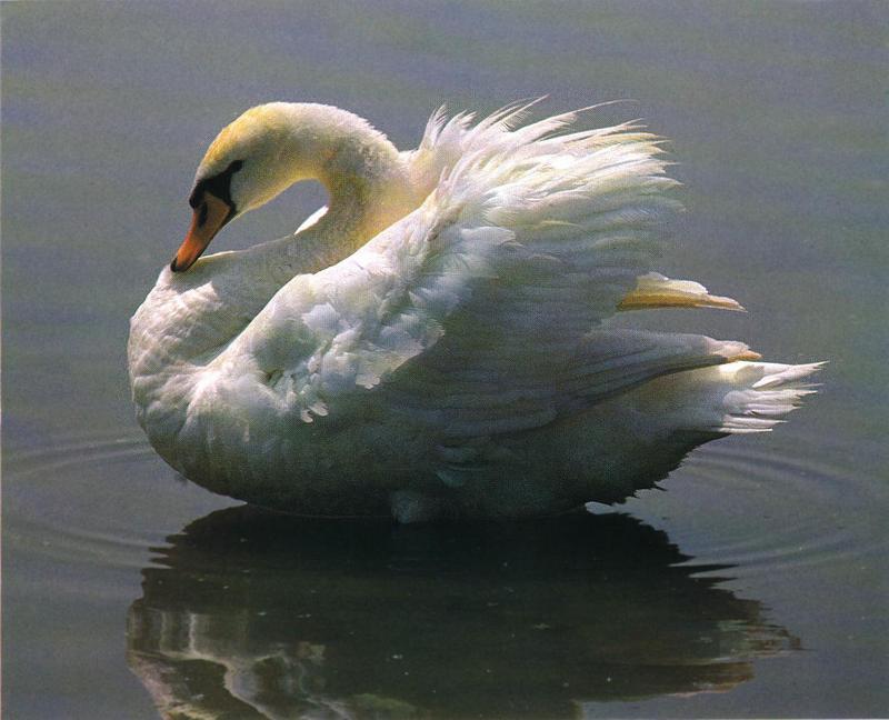 Mute Swan (Cygnus olor) {!--혹고니/백조-->; DISPLAY FULL IMAGE.