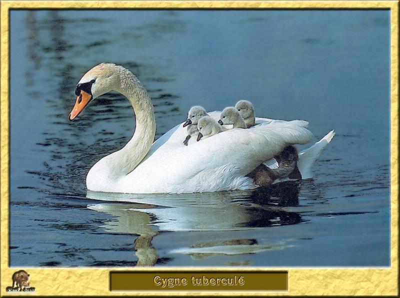 Mute Swans (Cygnus olor) {!--혹고니/백조--> - chick on mom's back; DISPLAY FULL IMAGE.