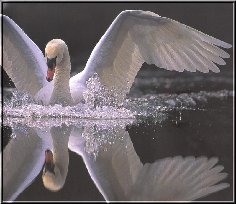 Mute Swan (Cygnus olor) {!--혹고니/백조--> flapping; DISPLAY FULL IMAGE.