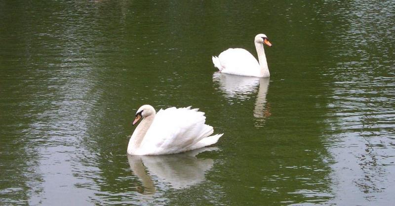 Mute Swan (Cygnus olor) {!--혹고니/백조--> pair; DISPLAY FULL IMAGE.