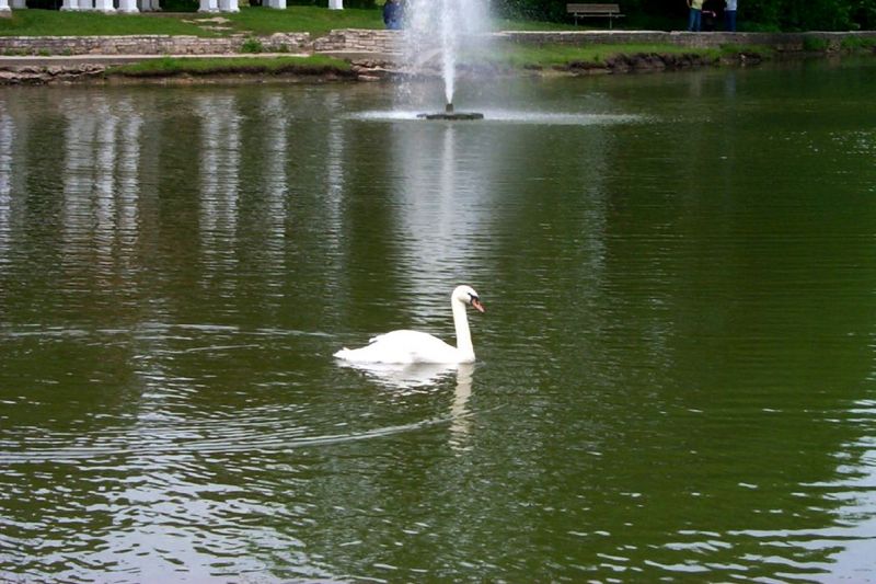 Mute Swan (Cygnus olor) {!--혹고니/백조-->; DISPLAY FULL IMAGE.