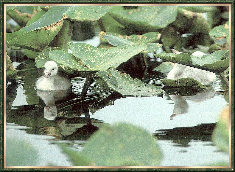 Trumpeter Swan (Cygnus buccinator) {!--나팔수큰고니--> cygnets in pond; DISPLAY FULL IMAGE.
