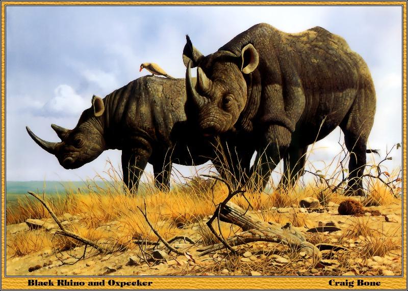 [Animal Art] Black Rhinoceros (Diceros bicornis) {!--검정코뿔소--> and Oxpecker by Craig Bone; DISPLAY FULL IMAGE.