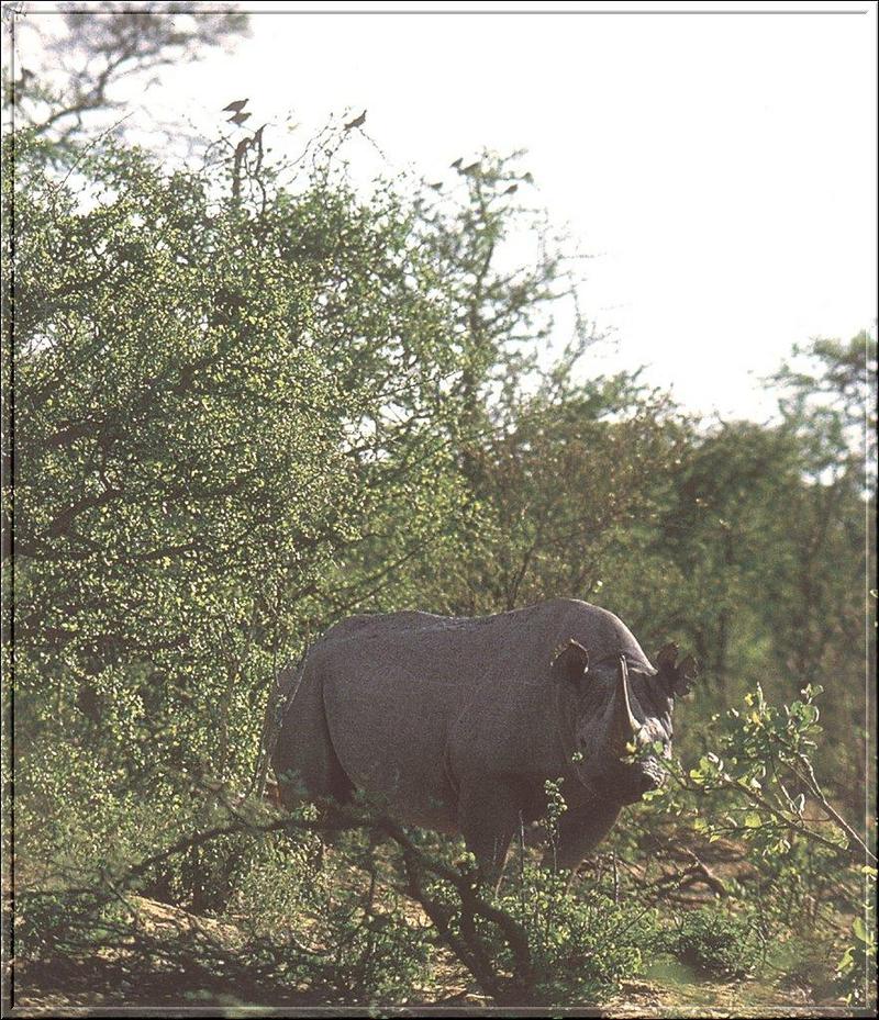 Black Rhinoceros (Diceros bicornis) {!--검정코뿔소-->; DISPLAY FULL IMAGE.