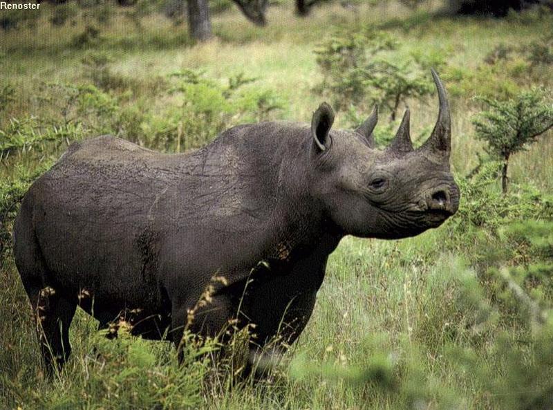 Black Rhinoceros (Diceros bicornis) {!--검정코뿔소-->; DISPLAY FULL IMAGE.