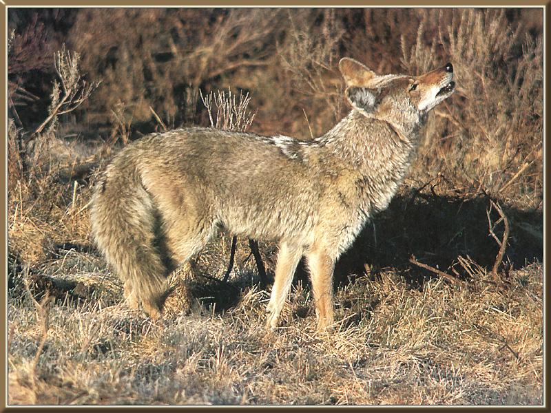 Coyote (Canis latrans) {!--코요테--> howls; DISPLAY FULL IMAGE.
