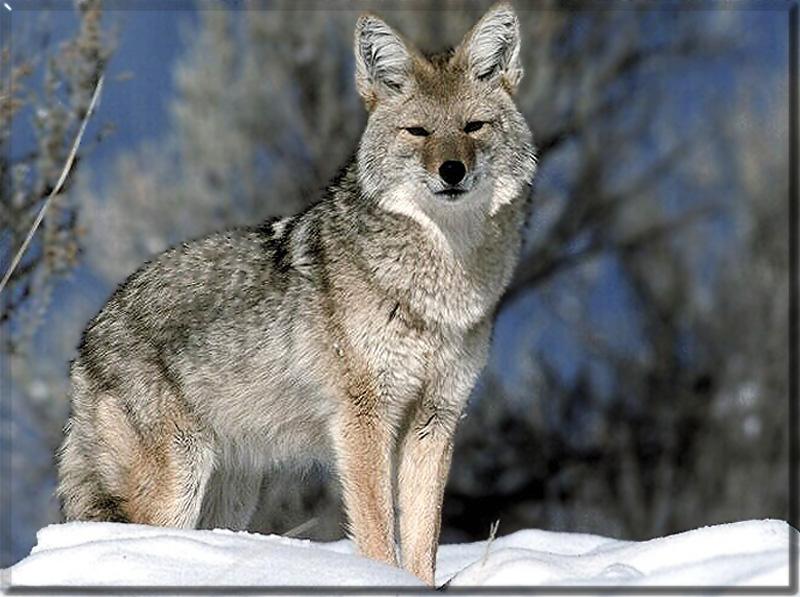 Coyote (Canis latrans) {!--코요테--> on snow; DISPLAY FULL IMAGE.