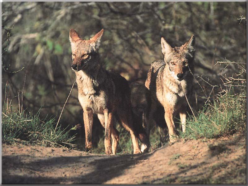 Coyote (Canis latrans) {!--코요테--> - coyotes pair; DISPLAY FULL IMAGE.