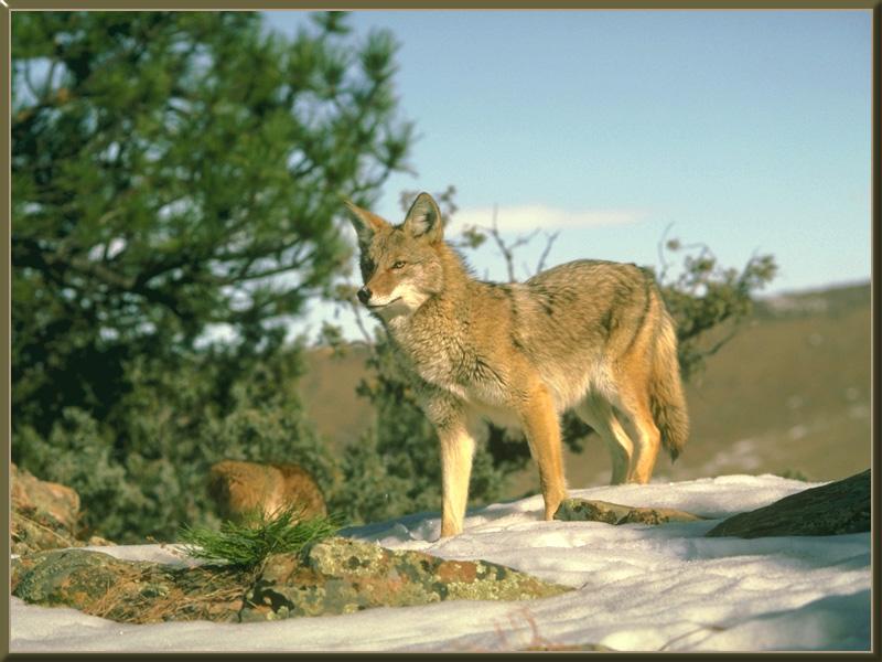 Coyote (Canis latrans) {!--코요테--> on snow; DISPLAY FULL IMAGE.