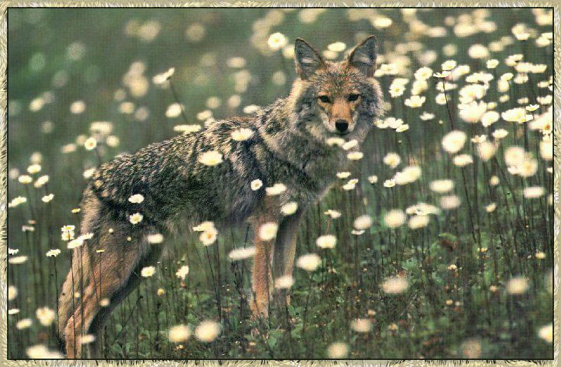 Coyote (Canis latrans) {!--코요테--> in wild flower field; DISPLAY FULL IMAGE.