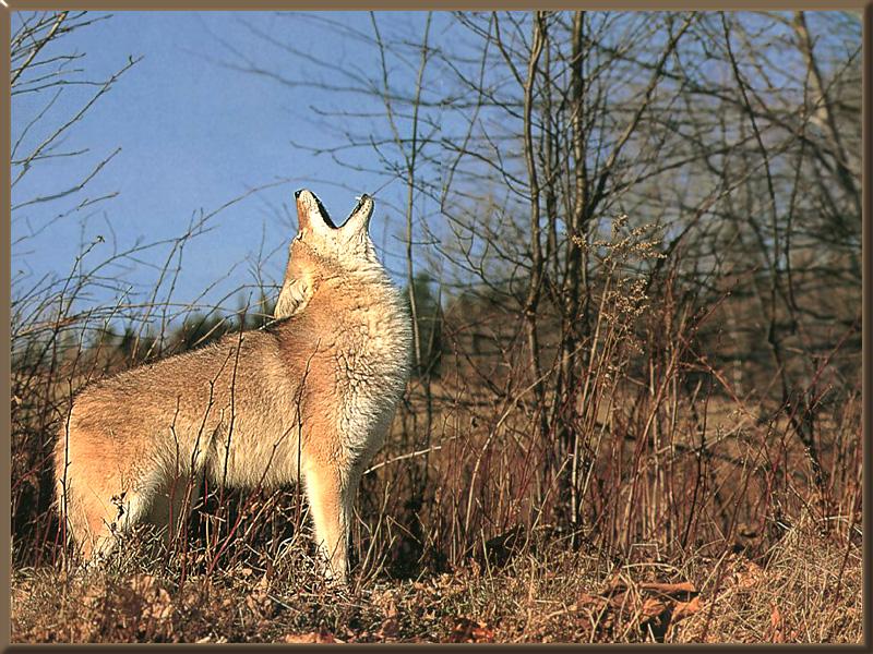 Coyote (Canis latrans) {!--코요테--> howling; DISPLAY FULL IMAGE.