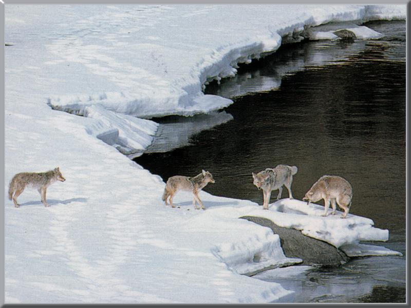 Coyote (Canis latrans) {!--코요테--> : pack of coyotes on snow stream; DISPLAY FULL IMAGE.