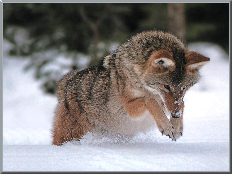 Coyote (Canis latrans) {!--코요테-->; DISPLAY FULL IMAGE.