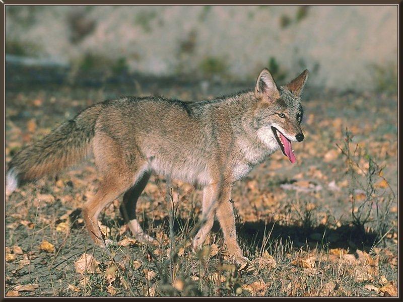 Coyote (Canis latrans) {!--코요테-->; DISPLAY FULL IMAGE.