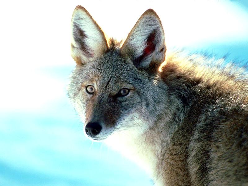 Coyote (Canis latrans) {!--코요테--> face; DISPLAY FULL IMAGE.