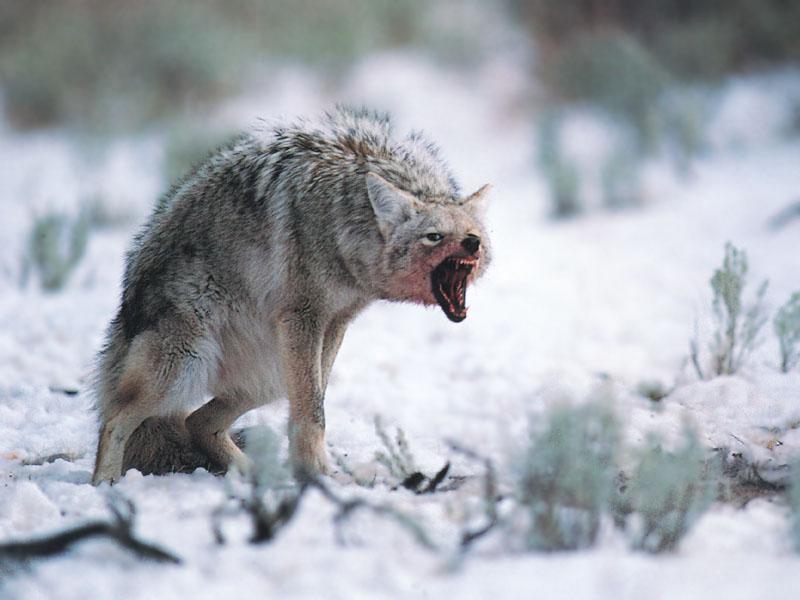 Coyote (Canis latrans) {!--코요테--> aggressive snarling; DISPLAY FULL IMAGE.