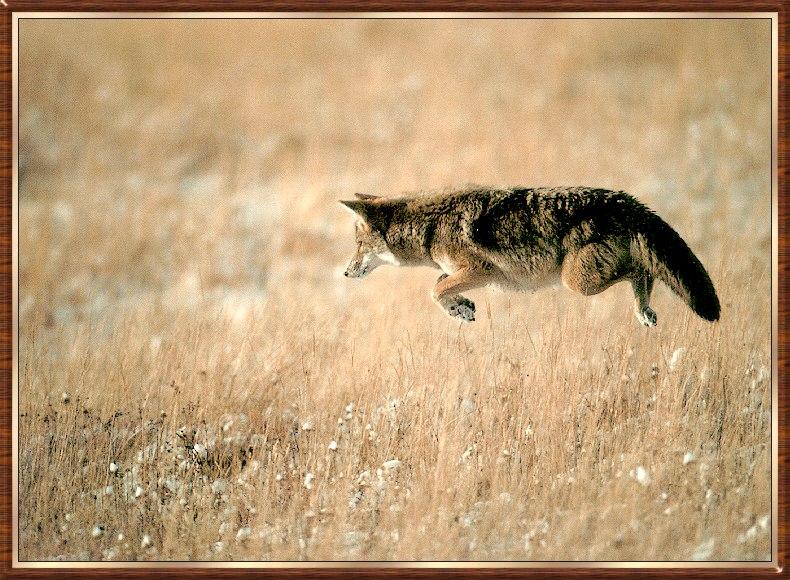 Coyote (Canis latrans) {!--코요테--> hopping; DISPLAY FULL IMAGE.