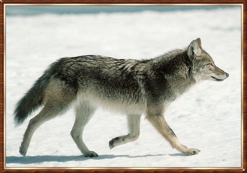 Coyote (Canis latrans) {!--코요테--> snow; DISPLAY FULL IMAGE.