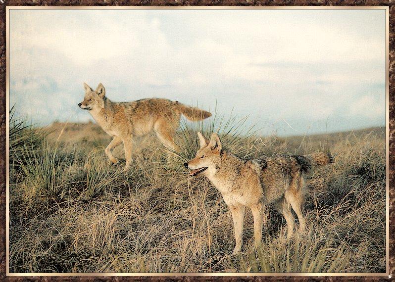 Coyote (Canis latrans) {!--코요테--> : coyotes pair; DISPLAY FULL IMAGE.