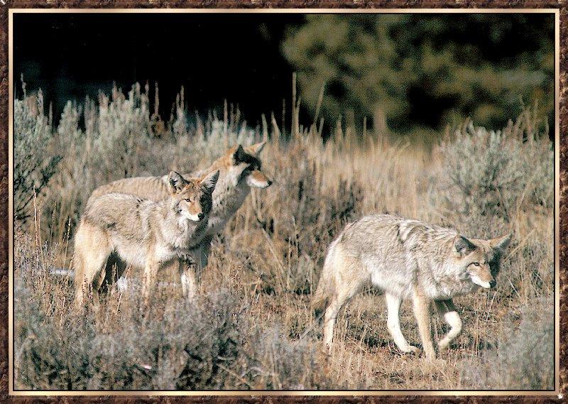 Coyote (Canis latrans) {!--코요테--> : coyotes trio; DISPLAY FULL IMAGE.