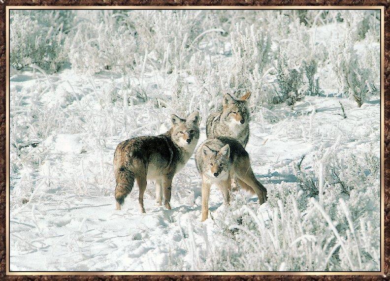 Coyote (Canis latrans) {!--코요테--> : coyotes trio; DISPLAY FULL IMAGE.