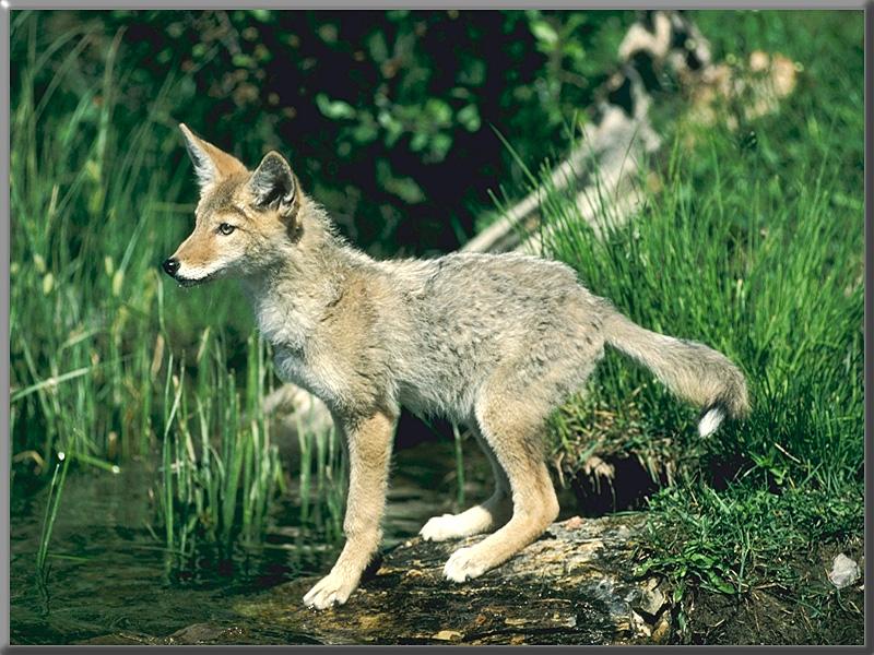 Coyote (Canis latrans) {!--코요테--> juvenile; DISPLAY FULL IMAGE.