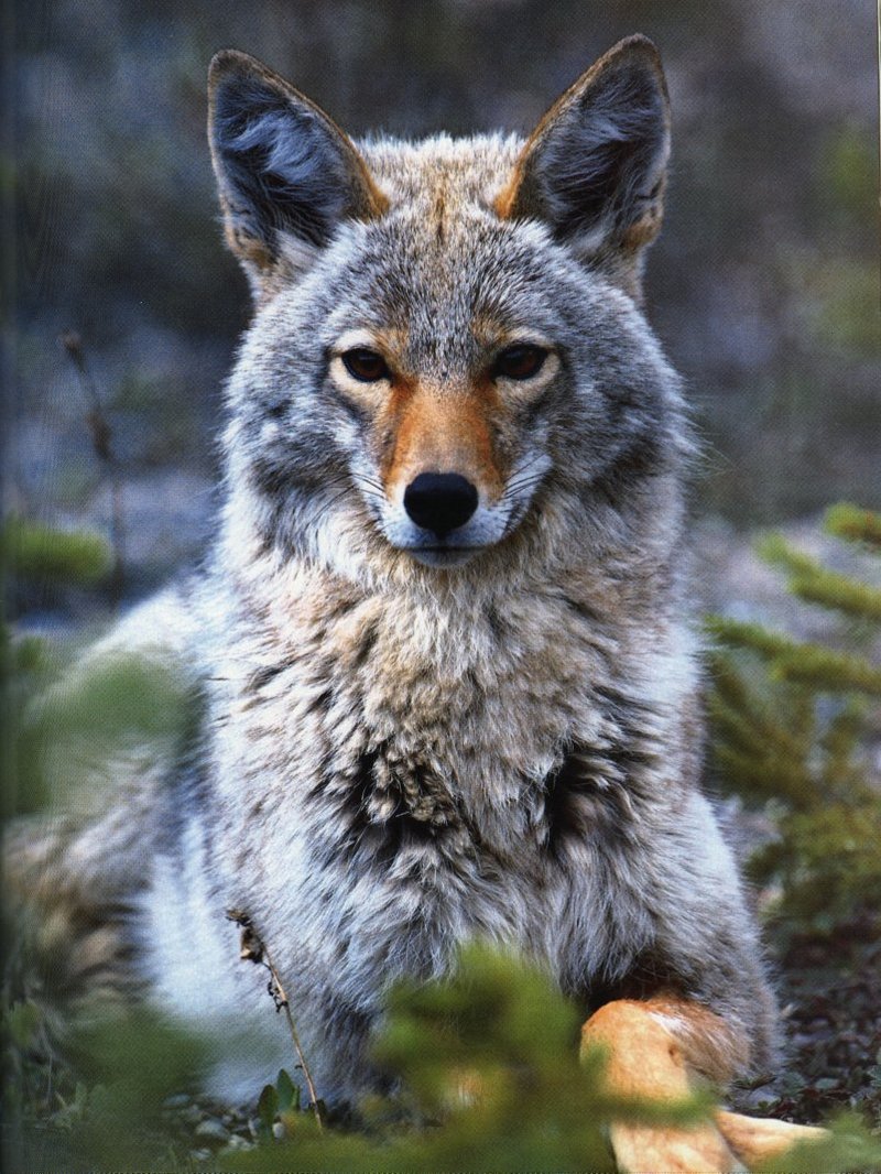 Coyote (Canis latrans) {!--코요테--> portrait; DISPLAY FULL IMAGE.