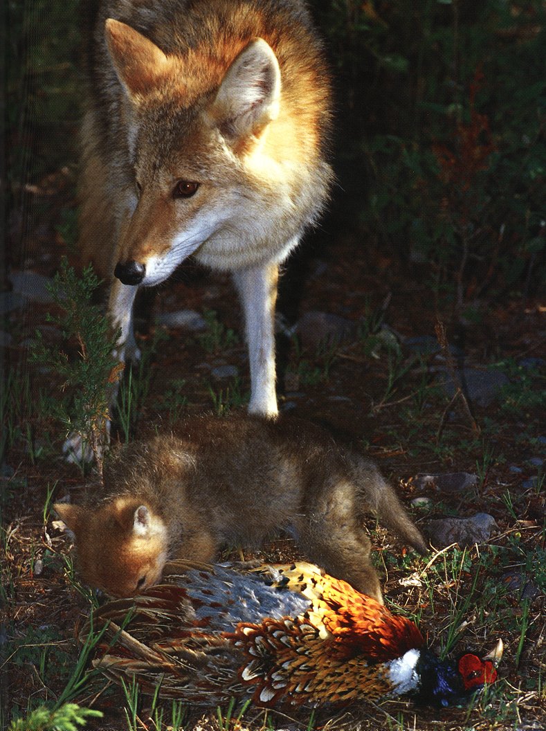 Coyote (Canis latrans) {!--코요테--> feeding pup ring-necked pheasant; DISPLAY FULL IMAGE.