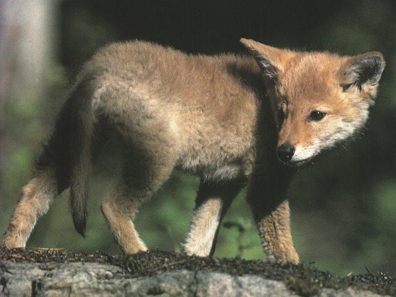 Coyote (Canis latrans) {!--코요테--> pup; DISPLAY FULL IMAGE.