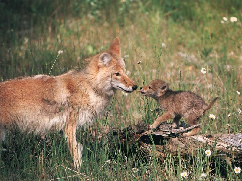 Coyote (Canis latrans) {!--코요테--> mom and lovely pup; DISPLAY FULL IMAGE.