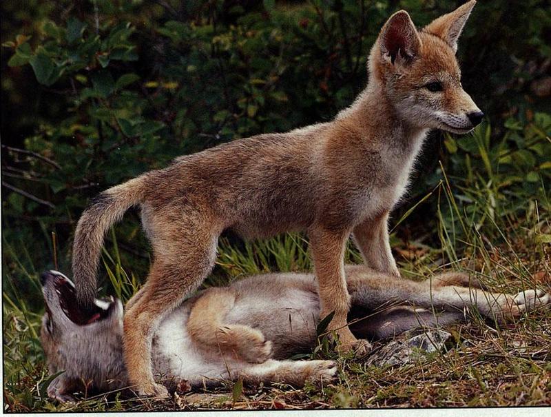 Coyote (Canis latrans) {!--코요테--> two pups; DISPLAY FULL IMAGE.