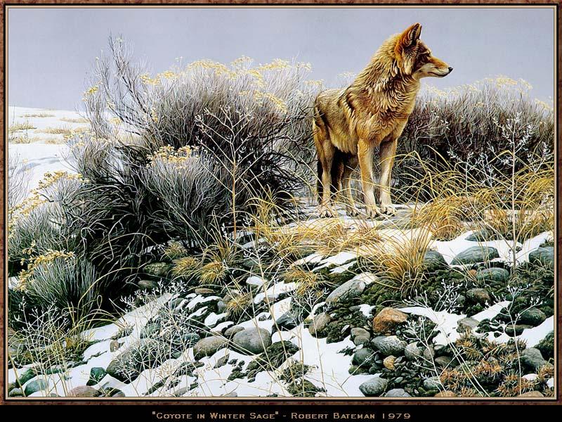 [Animal Art] Coyote (Canis latrans) {!--코요테--> in winter sage - Robert Bateman 1970; DISPLAY FULL IMAGE.