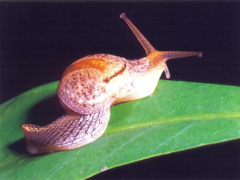 Wildlife of Australia: Helicaron Snail{!--호주 달팽이-->; DISPLAY FULL IMAGE.