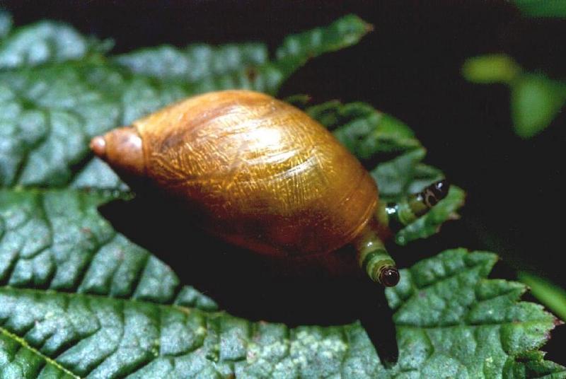 Snail{!--달팽이-->; DISPLAY FULL IMAGE.