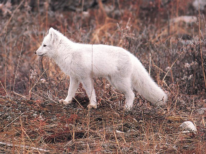 Arctic Fox (Alopex lagopus){!--북극여우-->; DISPLAY FULL IMAGE.