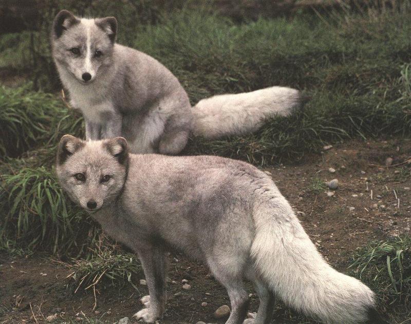 Arctic Fox (Alopex lagopus){!--북극여우--> pair; DISPLAY FULL IMAGE.