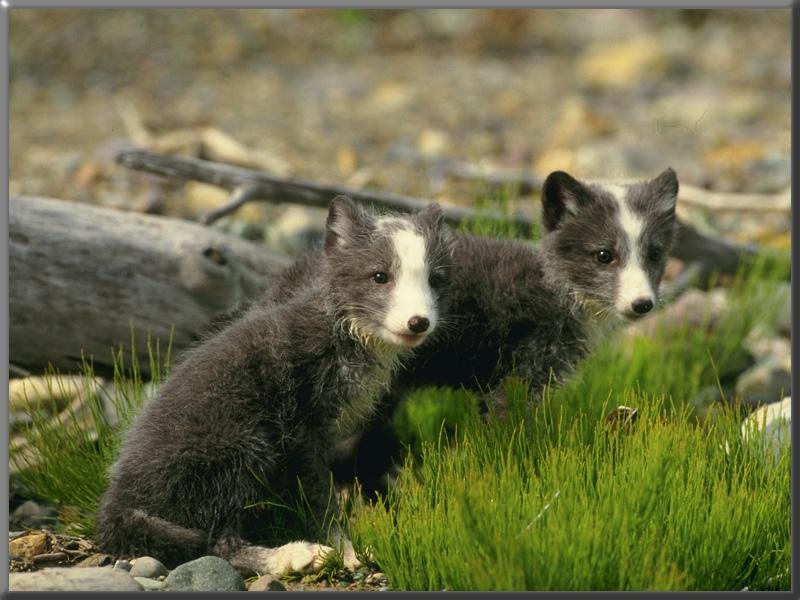 Arctic Fox (Alopex lagopus){!--북극여우--> two blue cubs; DISPLAY FULL IMAGE.