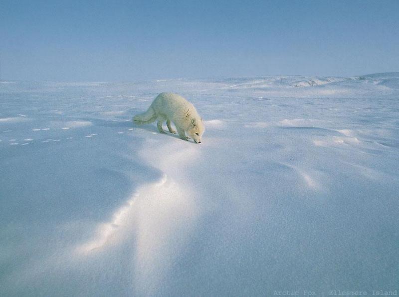Arctic Fox (Alopex lagopus){!--북극여우--> by Jim Brandenburg; DISPLAY FULL IMAGE.