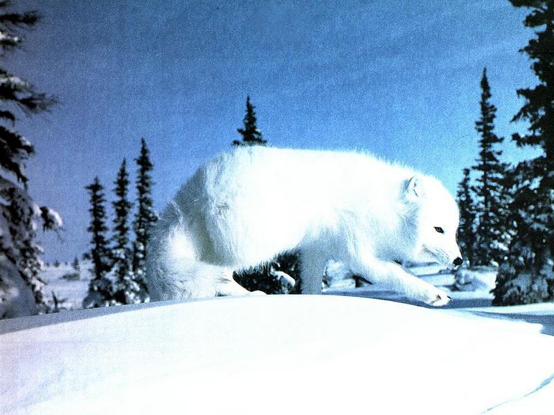 Arctic Fox (Alopex lagopus){!--북극여우/흰여우-->; DISPLAY FULL IMAGE.