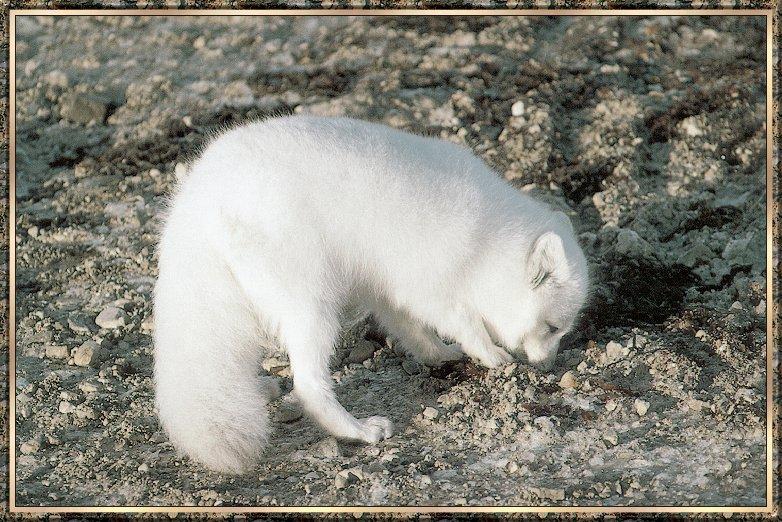 Arctic Fox (Alopex lagopus){!--북극여우/흰여우-->; DISPLAY FULL IMAGE.