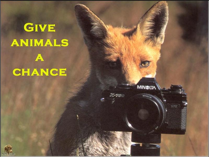 European Red Fox (Vulpes vulpes){!--유럽 붉은여우--> foxy photographer 3; DISPLAY FULL IMAGE.