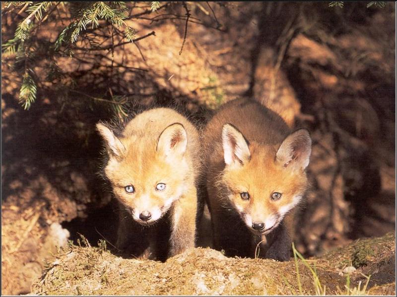 European Red Fox (Vulpes vulpes){!--유럽 붉은여우--> pups; DISPLAY FULL IMAGE.
