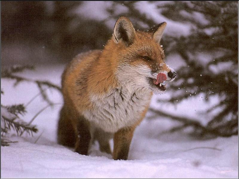 European Red Fox (Vulpes vulpes){!--유럽 붉은여우--> in snow; DISPLAY FULL IMAGE.