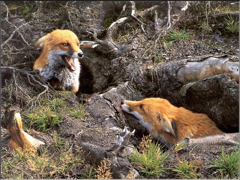 European Red Fox (Vulpes vulpes){!--유럽 붉은여우--> pair; DISPLAY FULL IMAGE.
