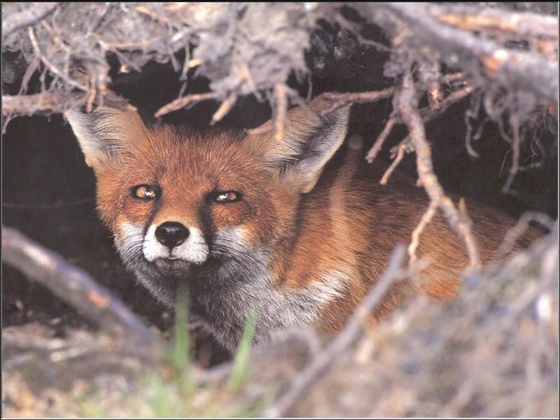 European Red Fox (Vulpes vulpes){!--유럽 붉은여우--> in den; DISPLAY FULL IMAGE.