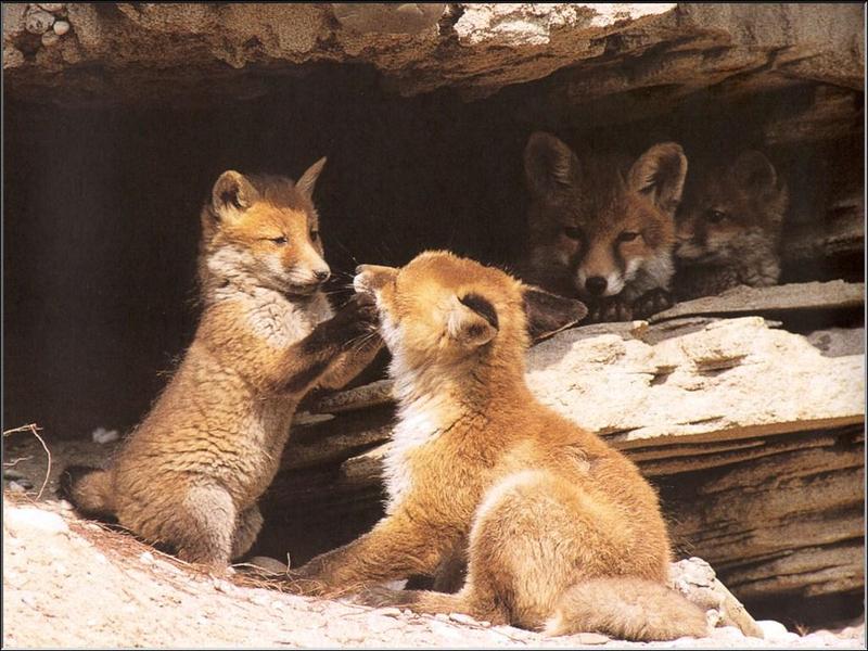 European Red Fox (Vulpes vulpes){!--유럽 붉은여우--> romping pups; DISPLAY FULL IMAGE.