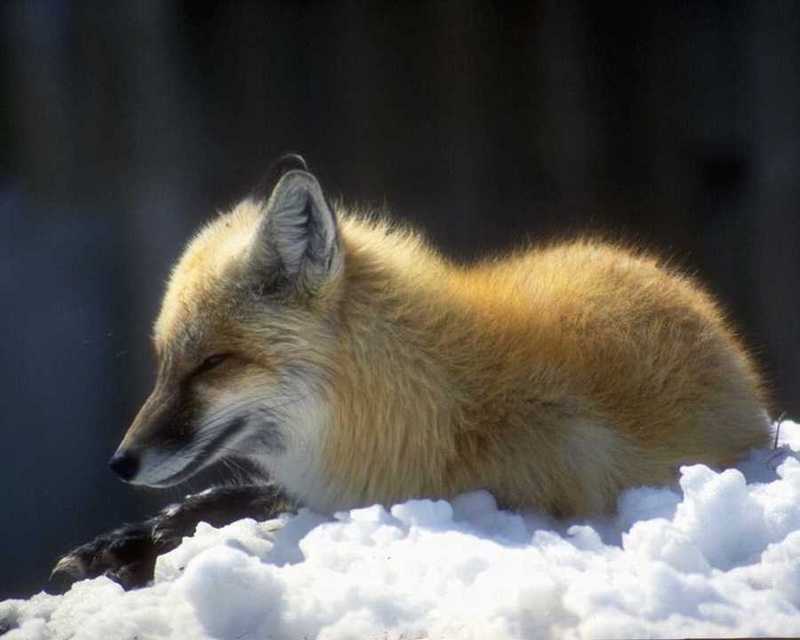 Red Fox (Vulpes vulpes){!--붉은여우--> on snow; DISPLAY FULL IMAGE.