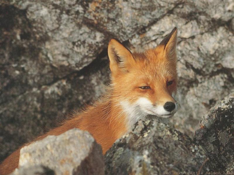 Red Fox (Vulpes vulpes){!--붉은여우--> closeup; DISPLAY FULL IMAGE.