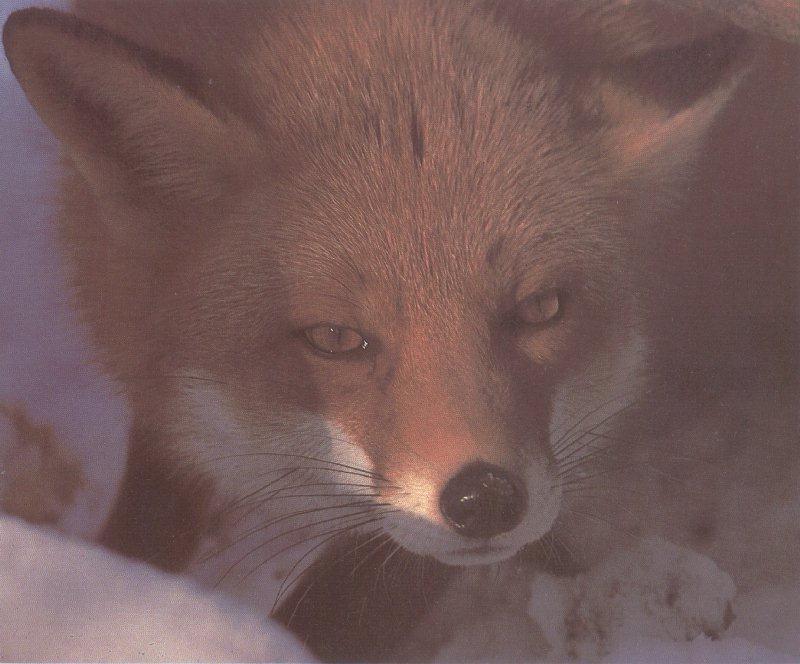 Red Fox (Vulpes vulpes){!--붉은여우--> face; DISPLAY FULL IMAGE.